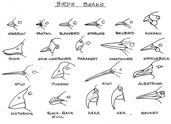 birds beaks 2.jpg