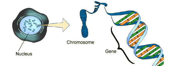 cell_chrom_dna.jpg