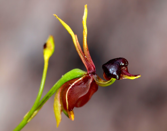 flying duck orchid.jpg