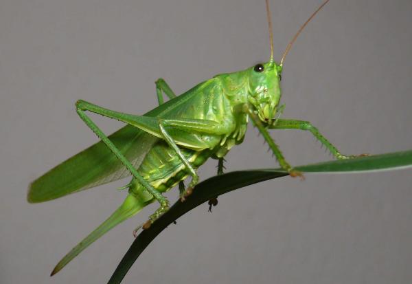 grasshopper21.jpg