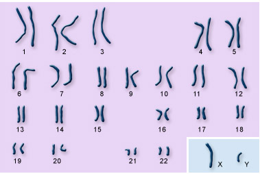 human_chromosomes2.jpg