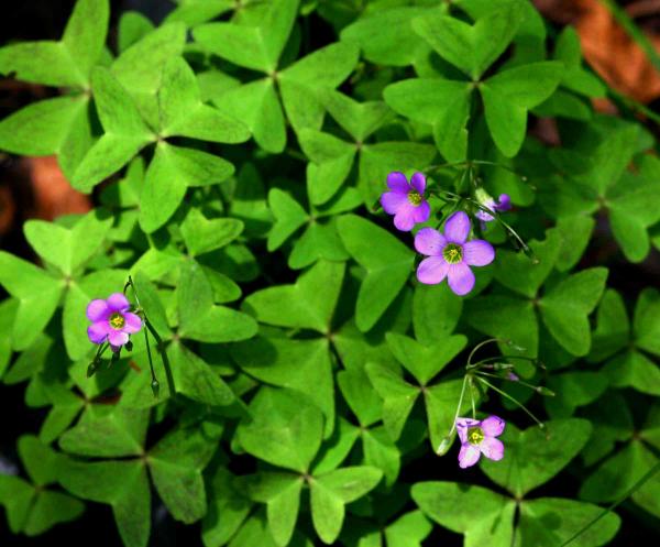 oxalis_latifolia 1.jpg