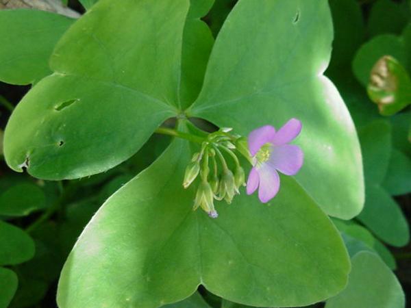 oxalis_latifolia.jpg