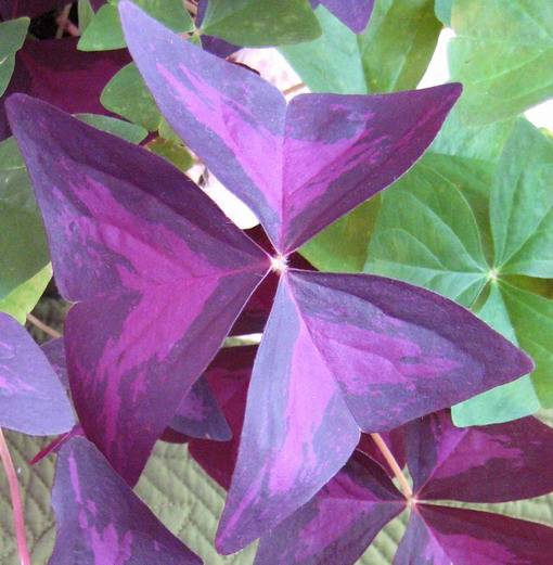 oxalis_triangularis_(purple_shamrock)_2.jpg