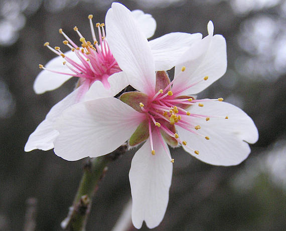 prunusdulherb1.jpg
