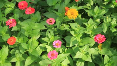 stock-footage-zinnia-flower.jpg