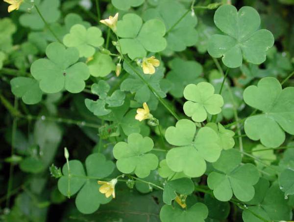 wfshl-creepingwoodsorrel-07.jpg