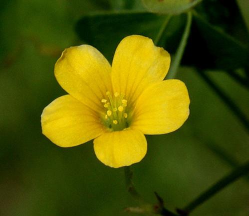 yellow-wood-sorrel-oxalis-stricta.jpg