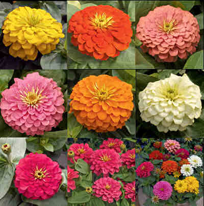 zinnias-flowersexpert-advice--------gardening-is-about-surprises----city-garden-ideas-mqfh54zk.jpg