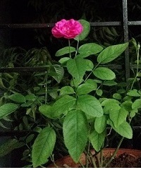Rose.jpeg