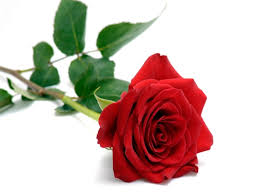 red rose1.jpg