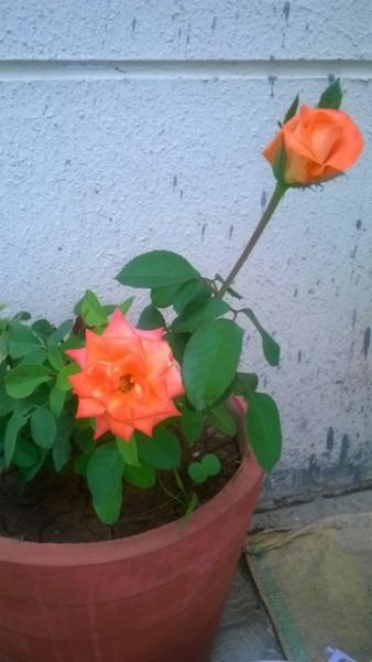 WP_20150619_14_06_59_Pro.jpg