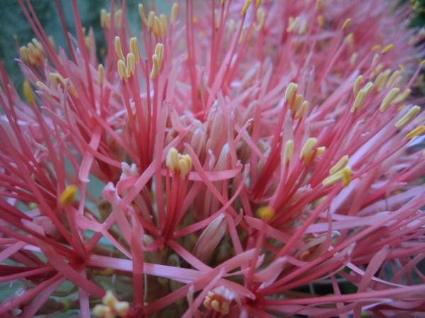may flower (1).JPG