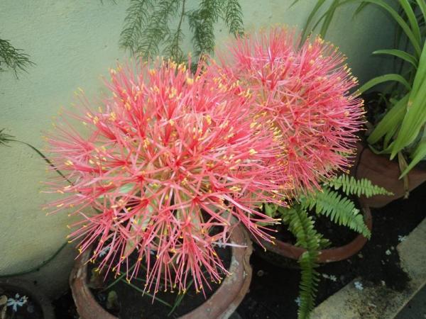 may flower (2).JPG