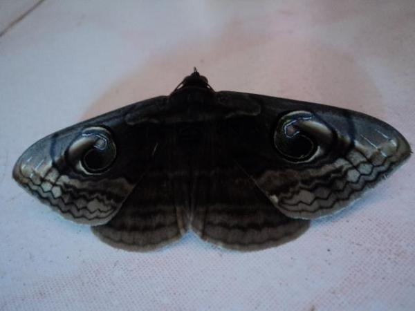 moth (1).JPG