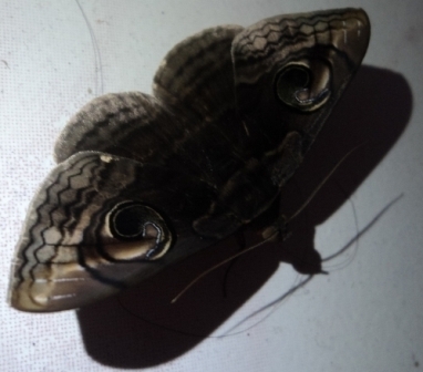 moth (2).JPG