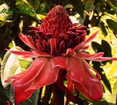 Flower1.JPG