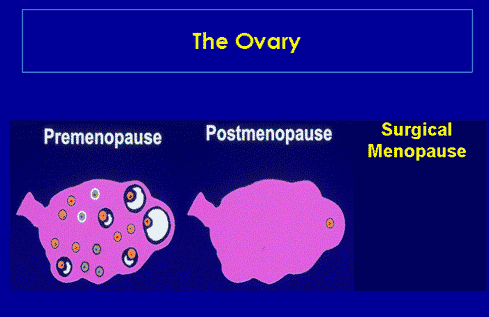 Ovary at menopause.gif