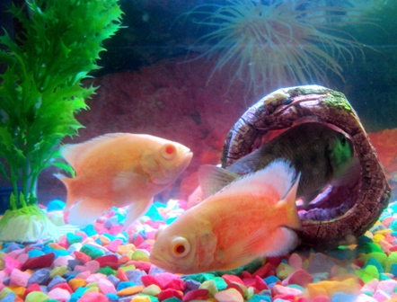 Peach color fish pair.jpg