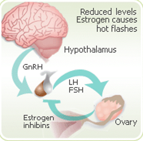 hot-flashes-hypothalamus.gif