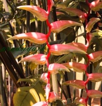 orchids.JPG