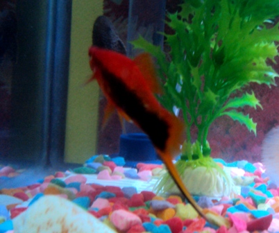 red swordtail.jpg