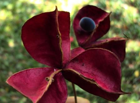 seed & flower.JPG