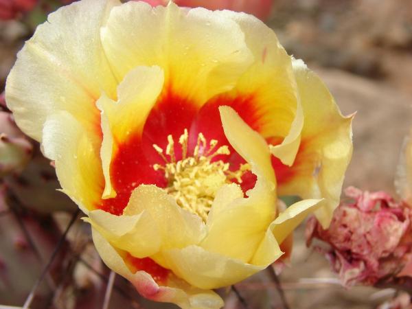 cactus flower.jpg