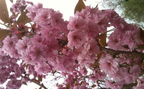 DoubleCherryBlossom.JPG
