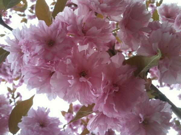 DoubleCherryBlossom2.JPG