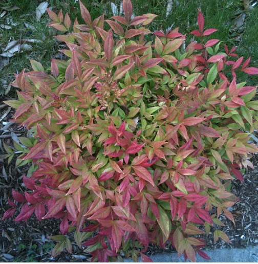 Kusumbi5.JPG
