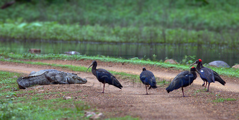 Croc-with-ibis.jpg