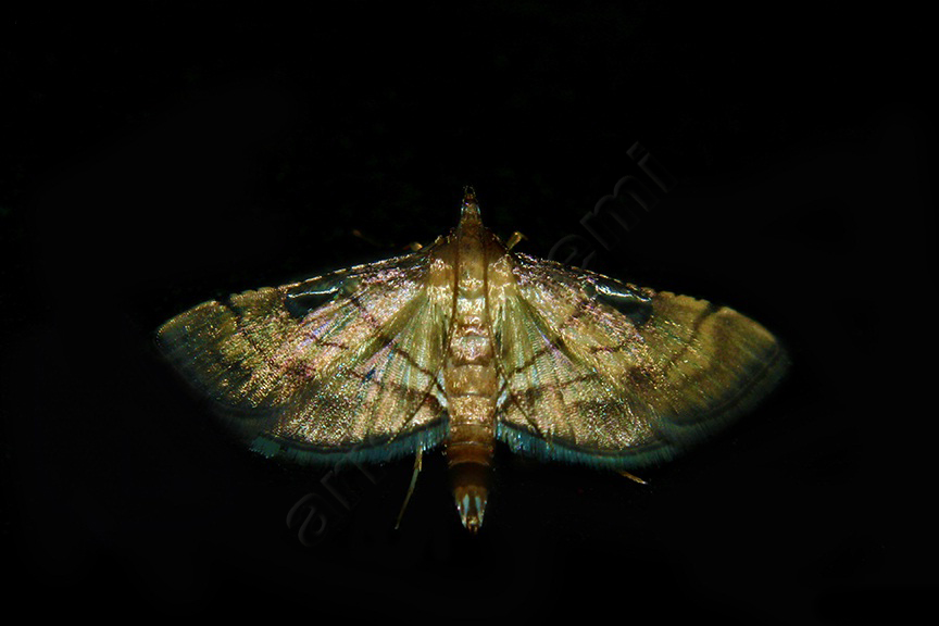 Moth-(2).jpg