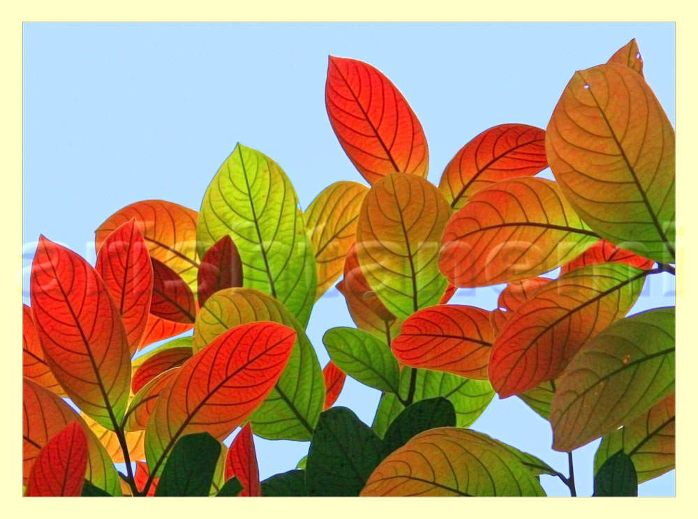 Rainbow-leaves1_0.jpg