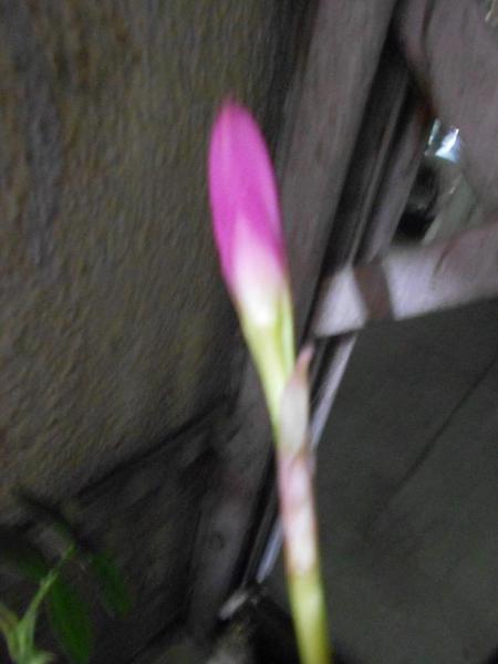 Copy of DSCN6147.jpg