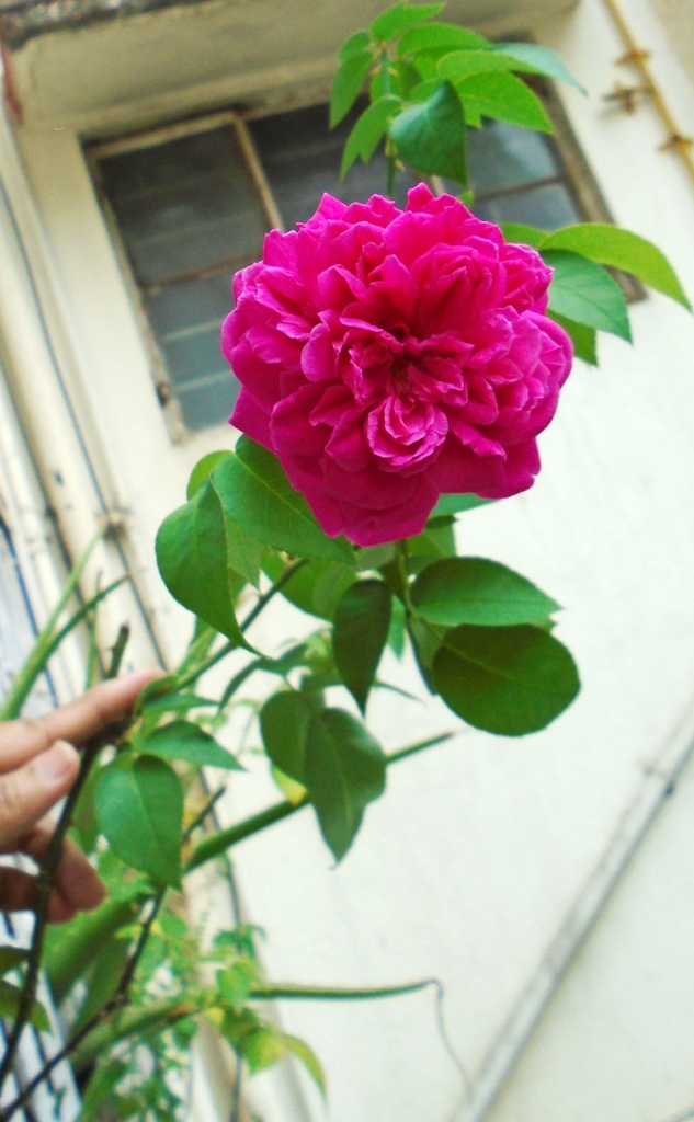 DSC00188 - Copy.JPG