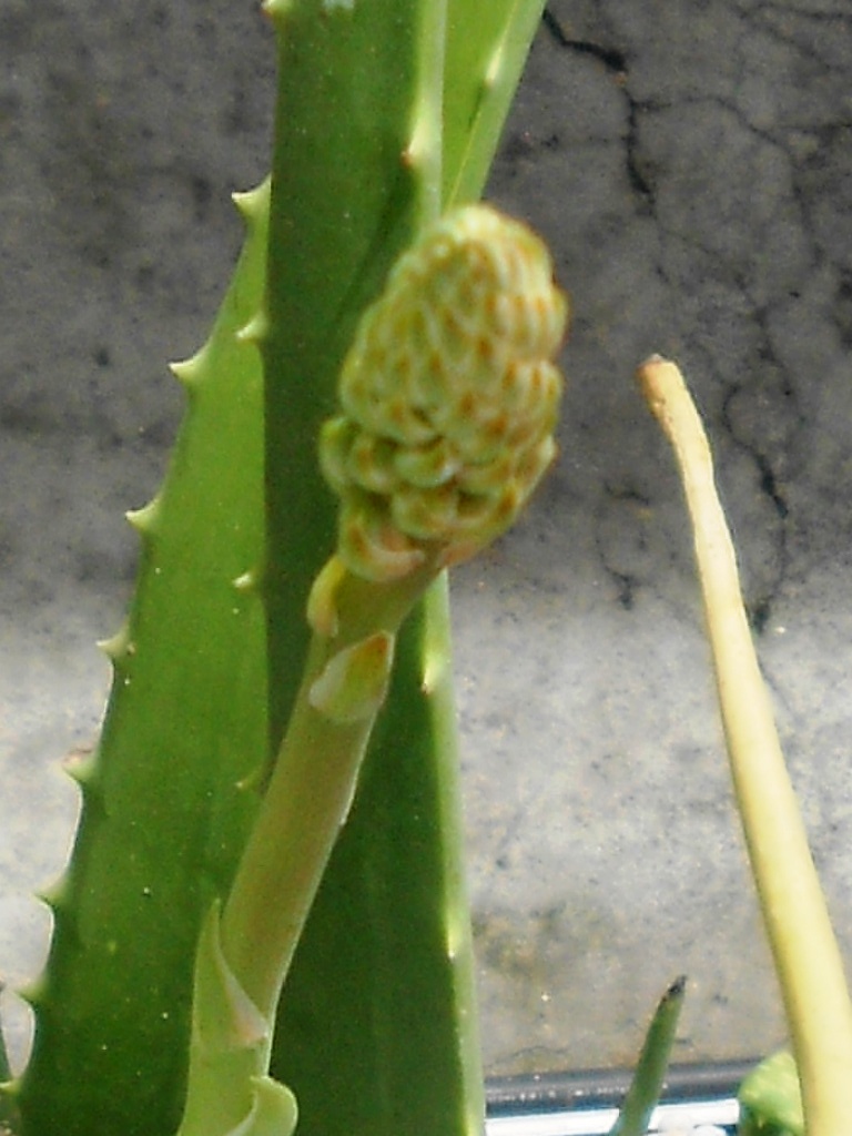 RSCN3110.jpg
