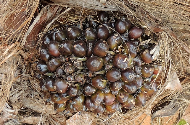 Palm2.JPG