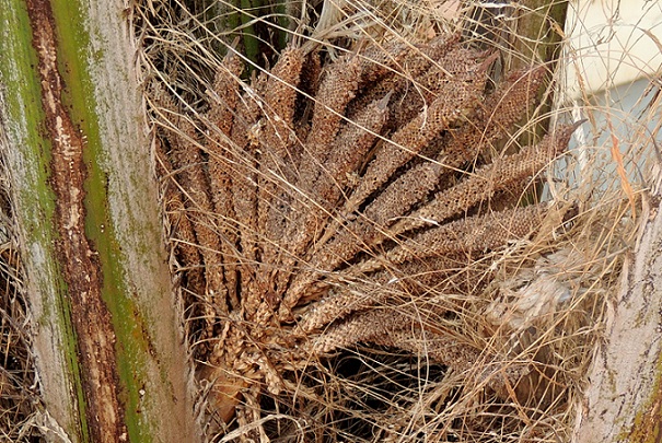 Palm4.JPG