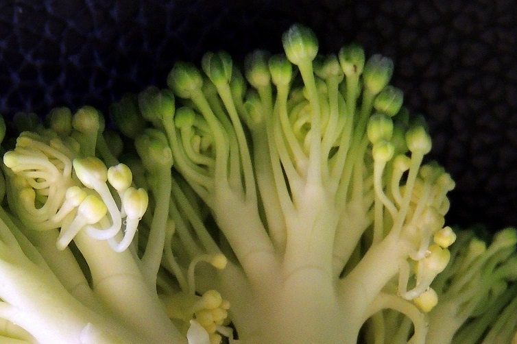 brocoli2.JPG