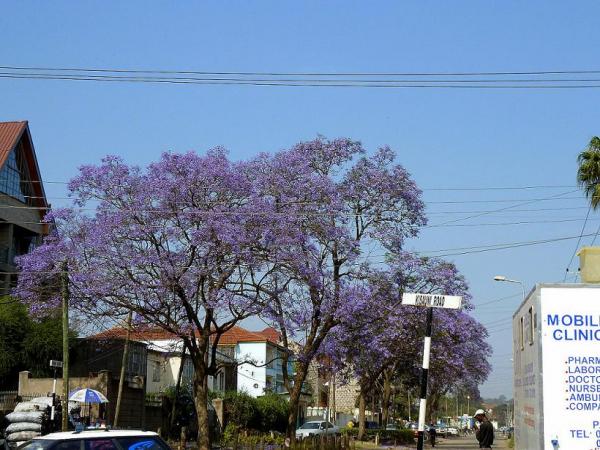 jacaranda.JPG