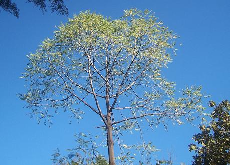 maharukh.jpg