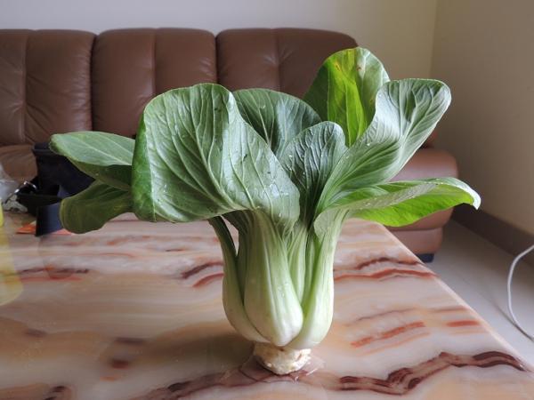 pak choi_0.jpg