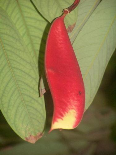 uravshi_sheng.jpg