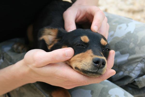 800px-Puppy_near_Coltani_-_17_apr_2010.jpg