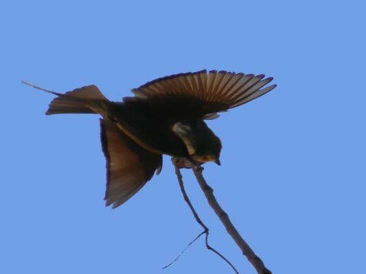 Green_Bee_Eater.jpg