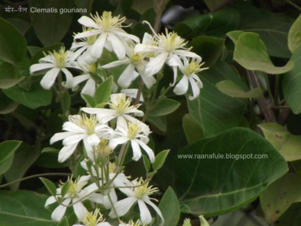 Morwel_Clematis gouriana_Pune.jpg