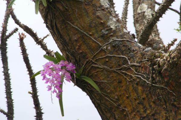 Orchids_Kailasgad.jpg