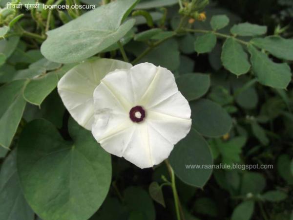 pivaLI puMgaLI_Ipomoea obscura_Pune.jpg