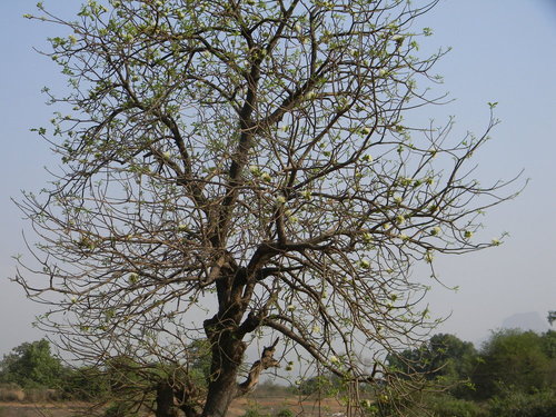 kumbhi tree.jpg